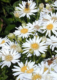 Aster ageratoides 'Starshine' 